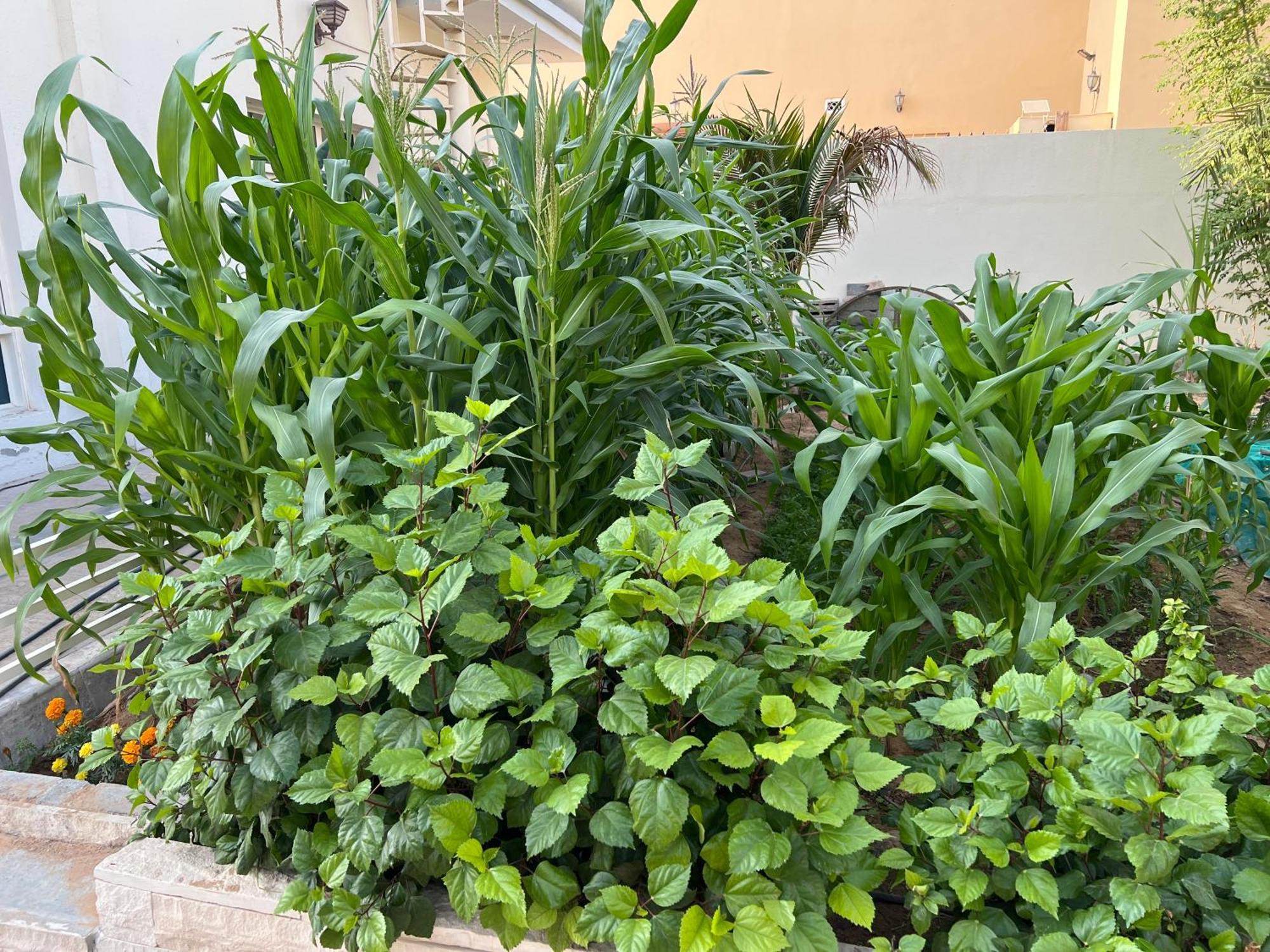 Alhosani Property Abou Dabi Extérieur photo